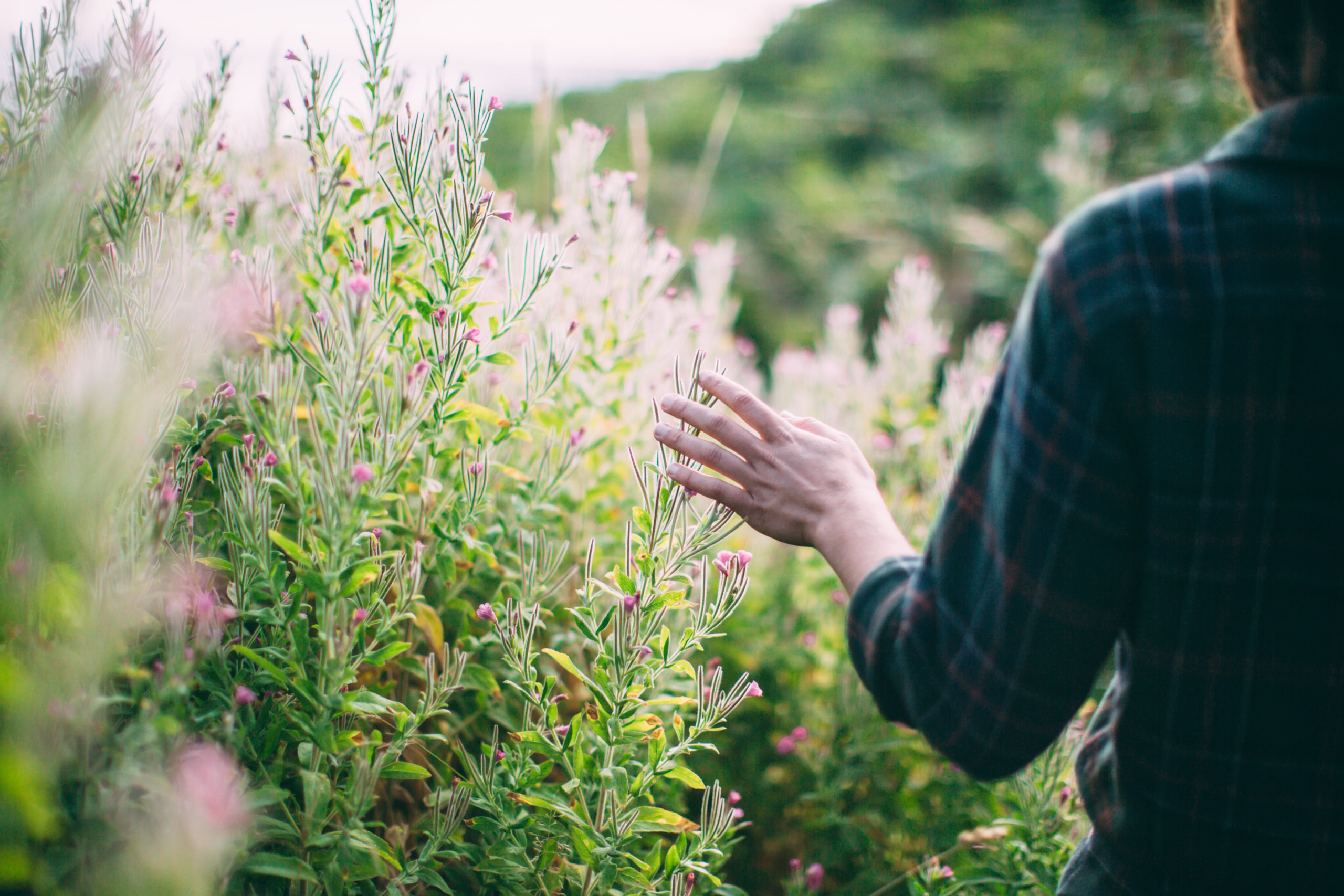 Foraging the unique plant blend for Pentire