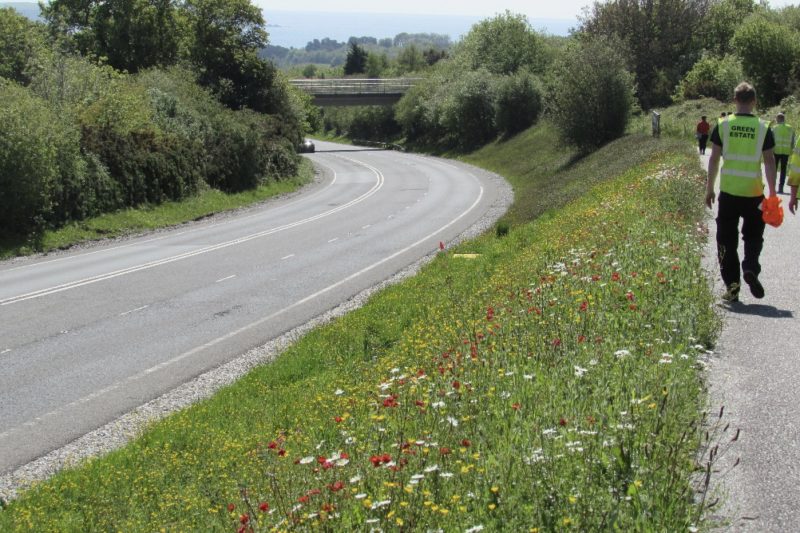A main road with green verge growing wildflowers